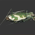 Green and White Tiger Beetle With Metallic Sheen And Long Legs On Dark Background