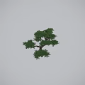 Lush Layered Japanese Pine Tree With Spreading Branches And Human Silhouette For Scale