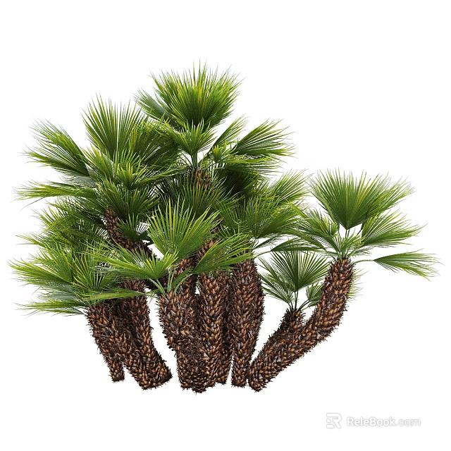 Tropical Palm Shrubs with Green Fronds and Brown Trunks in Natural Growth 3d model 