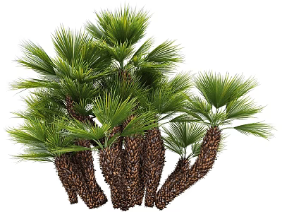 Tropical Palm Shrubs with Green Fronds and Brown Trunks in Natural Growth 3d model