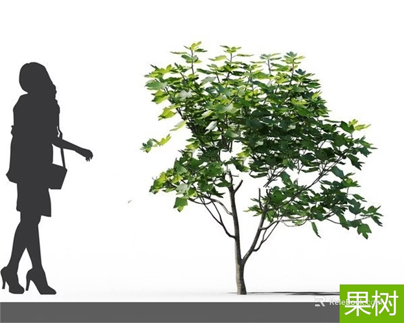 Fruit Tree With Lush Green Leaves And Silhouette Of Woman Walking Nearby 3d model 