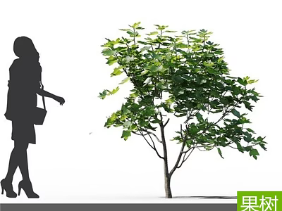 Fruit Tree With Lush Green Leaves And Silhouette Of Woman Walking Nearby 3d model