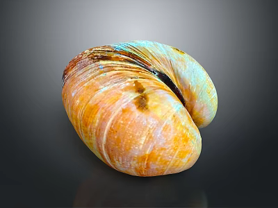 Colorful Striped Clam Shell in Detailed Close-up View with Shiny Surface 3d model