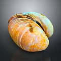 Colorful Striped Clam Shell in Detailed Close-up View with Shiny Surface