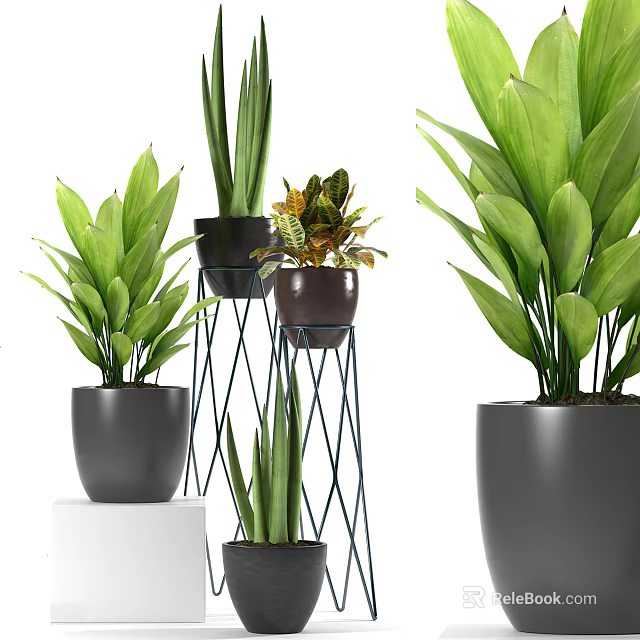 Potted Bonsai Plants With Green Leaves Black Pots Metal Stands And Different Heights 3d model 