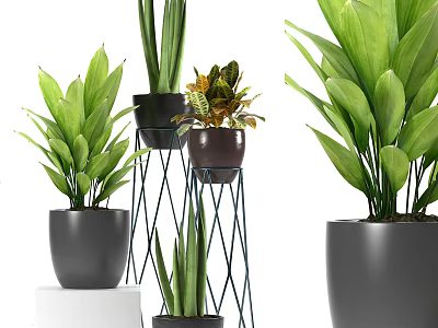 Potted Bonsai Plants With Green Leaves Black Pots Metal Stands And Different Heights 3d model
