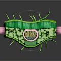 Detailed Plant Leaf Cross Section With Epidermis Projections Mesophyll Cells And Vessels