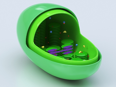 modern chloroplast 3d model