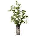 Multiple Glass Vases with Various Green Plants and Lush Foliage for Interior Decoration