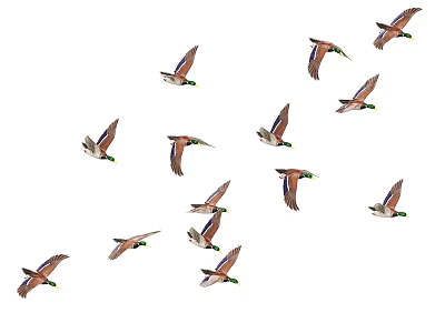 Flying Animals Flock of Ducks in Mid Flight with Spread Wings 3d model
