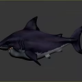 Realistic 3D Purple Shark Model With Detailed Features And Lifelike Appearance