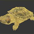 Colorful Turtle With Vibrant Red And Black Shell On Dark Background