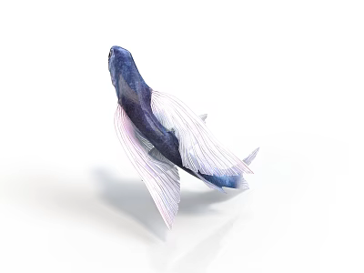 Vibrant Blue And Pink Fish With Transparent Fins On White Background 3d model