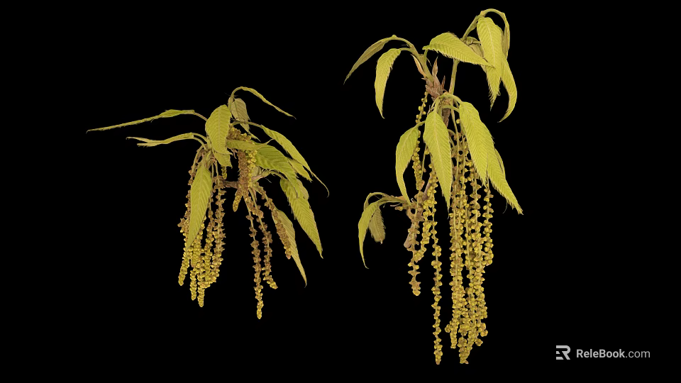 High Quality Botanical Photography Equipment For Capturing Green Leaves And Yellow Inflorescences 3d model 