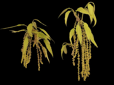 High Quality Botanical Photography Equipment For Capturing Green Leaves And Yellow Inflorescences 3d model