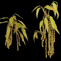 High Quality Botanical Photography Equipment For Capturing Green Leaves And Yellow Inflorescences