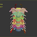 3D Rendered Spinal Column Structure Showing Vertebrae Discs And Nerves