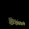 Various Types of Garden Ornamental Grasses with Feathery Foliage and Slender Blades