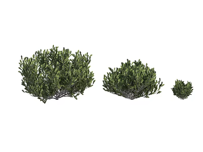 Green Shrubs In Three Different Sizes With Lush Foliage For Garden Decor 3d model