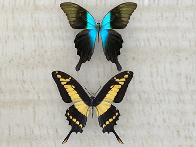 Two Vibrant Butterflies With Blue Green And Yellow Black Patterns On Light Textured Background 3d model