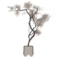 Elegant Bonsai Tree With Graceful Branches And Delicate Leaves In Simple Ceramic Pot For Home Decor