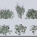 Collection of Various Green Plants Featuring Different Leaf Shapes Heights and Purple Flowers