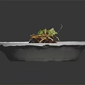 Braised Meat With Red Sauce Broccoli Crispy Shreds And Turnip On White Plate