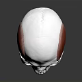 3D Human Skull Anatomy Model With Muscles And Bone Structure Details