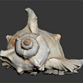 Natural Spiral Conch Shell Of Aquatic Marine Animal With Textured Surface