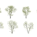 Various Arbor Trees With Green Foliage And Slender Trunks Isolated On White Background