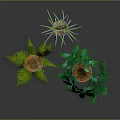 Indoor Potted Fern Palm And Green Leaf Plants In Terracotta And Blue Ceramic Pots