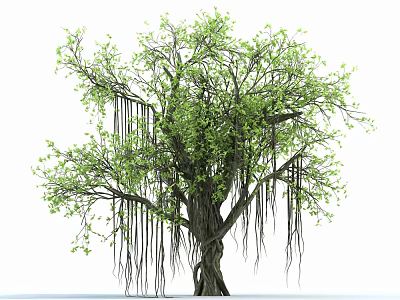 Lush Green Arbor with Aerial Roots and Thick Trunk on White Background 3d model