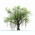 Modern Tree Banyan Tree 3d model