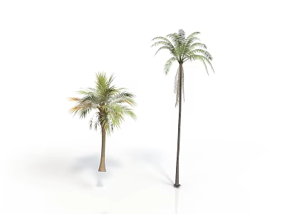 Two Palm Trees One Tall and One Short with Green Leaves Against White Background 3d model