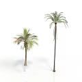 Two Palm Trees One Tall and One Short with Green Leaves Against White Background