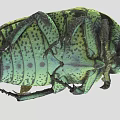 Close Up Of Green Beetle With Yellowish Green Body Black Spots And Rounded Exoskeleton