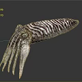 Colorful Striped Squid With Turquoise Tentacles And Purple Patterns On Dark Surface