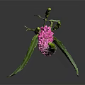 Long Curved Green To Pink Flower With Small Buds Green Leaves On Dark Background Reflection