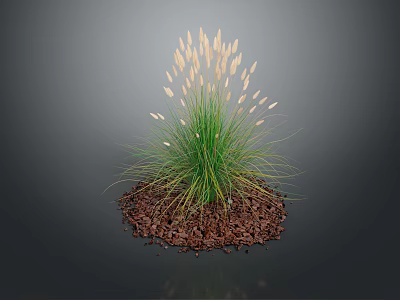 Green Grass Like Plant With White Spikelets And Brown Mulch On Dark Background 3d model
