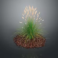 Green Grass Like Plant With White Spikelets And Brown Mulch On Dark Background