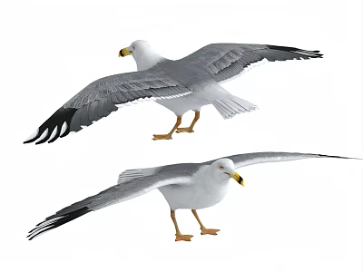 Two Flying Animal Seagulls with Spread Wings and Gray White Feathers Standing 3d model