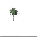 Fan Palm Tree With Large Green Fronds And Slender Trunk
