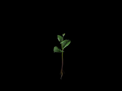 Modern Herbal Mint Growth Animation 3d model