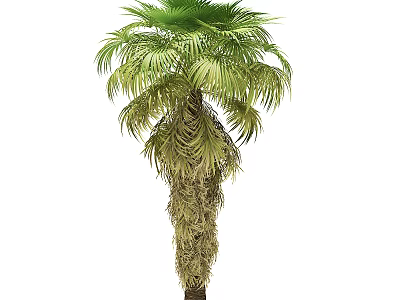 Lush Palm Tree Featuring Green Feathery Fronds And Brown Fibrous Trunk 3d model