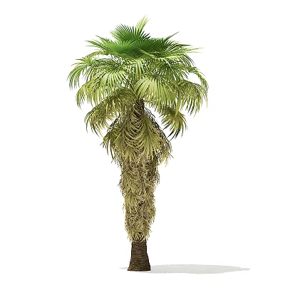Lush Palm Tree Featuring Green Feathery Fronds And Brown Fibrous Trunk 3d model