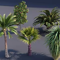 Different Kinds of Trees Featuring Palm Trees and Fruit Bearing Tree With Lush Green Foliage