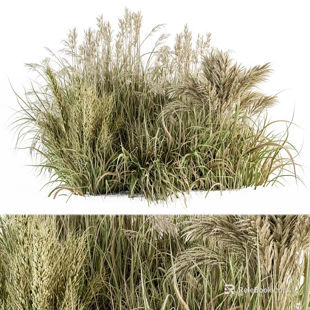 Diverse Ornamental Shrubs With Clumping Habit And Colorful Foliage For Garden Landscaping 3d model 