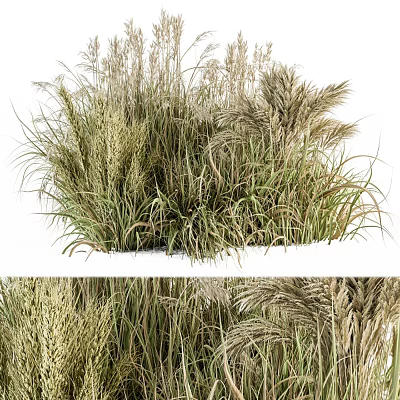 Diverse Ornamental Shrubs With Clumping Habit And Colorful Foliage For Garden Landscaping 3d model