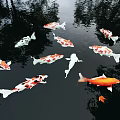Colorful Koi Fish in Garden Pond Decor with Water Reflections and Fallen Leaves