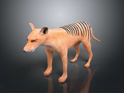 Tasmanian Tiger with orange fur and striped back standing on dark background with reflection 3d model
